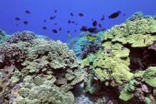 Studie zu Schutzmaßnahmen für bedrohte Korallenriffe 
