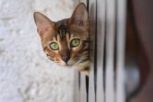 Veterinäramt holt 29 Katzen aus Wohnung
