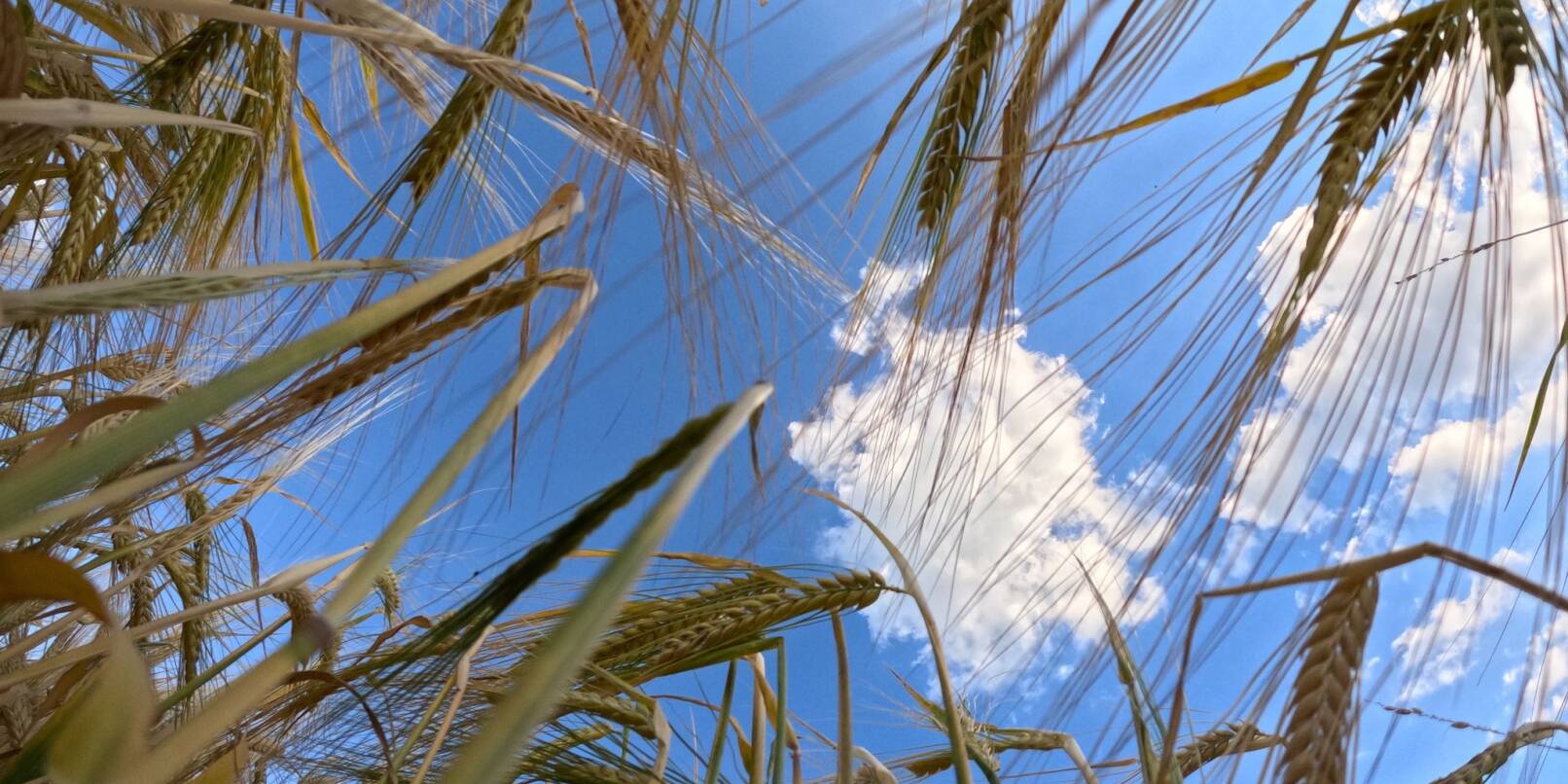 Reifes Getreide steht auf einem Feld vor leicht bewölktem Himmel.