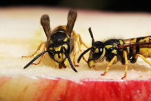 Tipps und Tricks gegen Wespen am Esstisch
