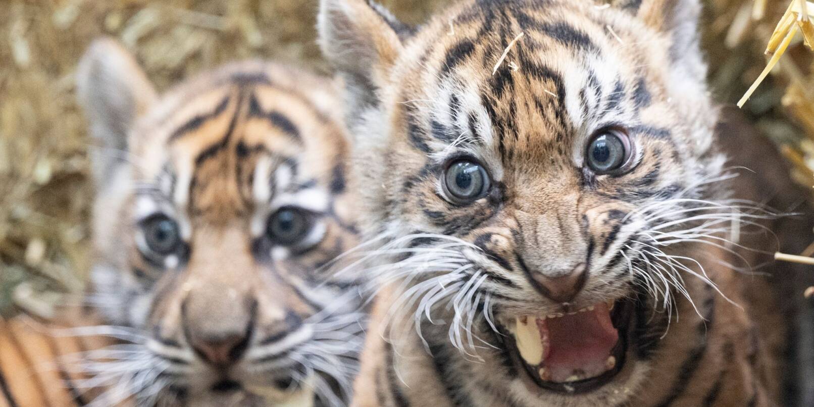 Zwei kleine Sumatra-Tiger werden im Zoo Frankfurt erstmals der Öffentlichkeit vorgestellt.