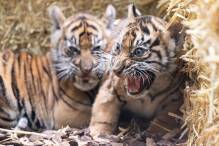 Tiger-Nachwuchs in Frankfurt vorgestellt
