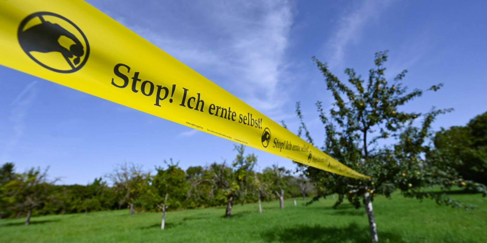 Ein gelbes Absperrband, dass auf einer Streuobstwiese auf dem Frankfurter Lohrberg gespannt ist, trägt die Aufschrift „Stop ! Ich ernte selbst !“.