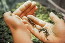 Tragischer Unfall - aber 19 Baby-Salamander gerettet

