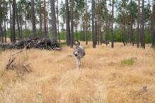 Esel im Walldorfer Stadtwald helfen beim Naturschutz 