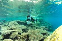 Extreme Meerestemperaturen: Korallen drohen auszubleichen
