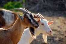 Tierische Einsätze: Weinheimer Ziegen hatten guten Grund zur Flucht 