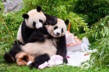 Pandabären feiern vierten Geburtstag mit Eistorte
