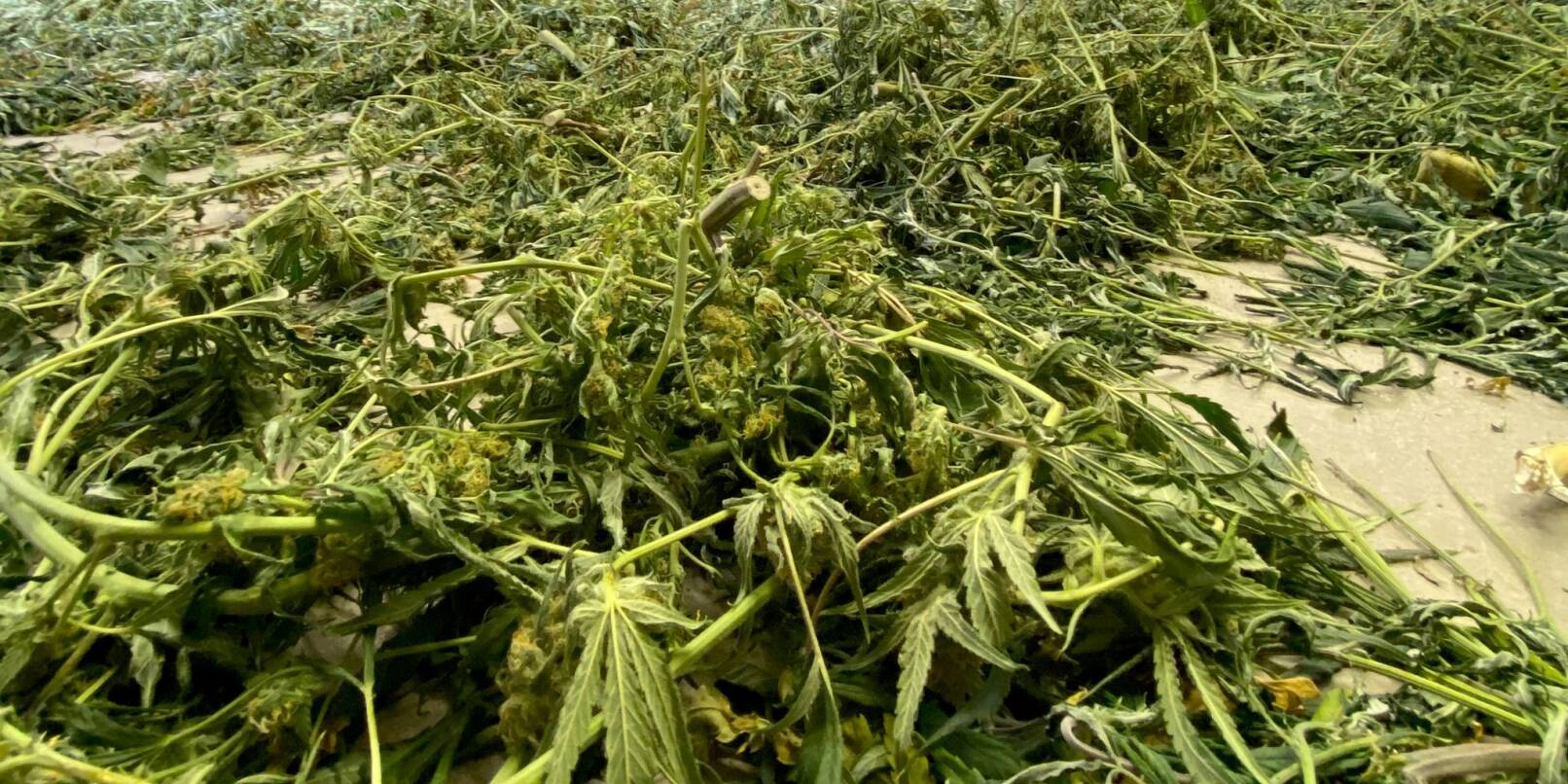 In einem Gewerbegebiet entsorgte Cannabis-Pflanzen. Die Legalisierung wird in Deutschland wohl noch auf sich warten lassen. In einem Gewerbegebiet entsorgte Cannabis-Pflanzen. Die Legalisierung wird in Deutschland wohl noch auf sich warten lassen.
