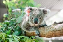 Koala-Brandopfer Ember wird wieder Mutter
