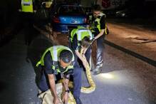 Polizei fängt 3,6 Meter langen Python auf der Straße ein
