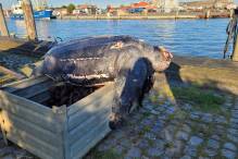 Tote Meeresschildkröte in Nordsee gefunden 
