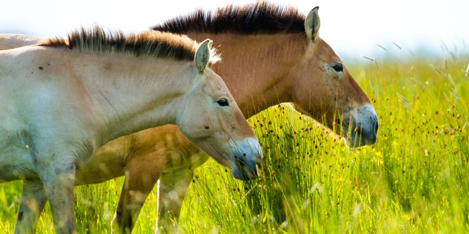 Das Przewalski-Pferd ist eigentlich in Zentralasien beheimatet.