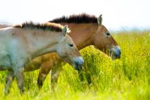 Forscher enträtseln Familienleben der Przewalski-Pferde
