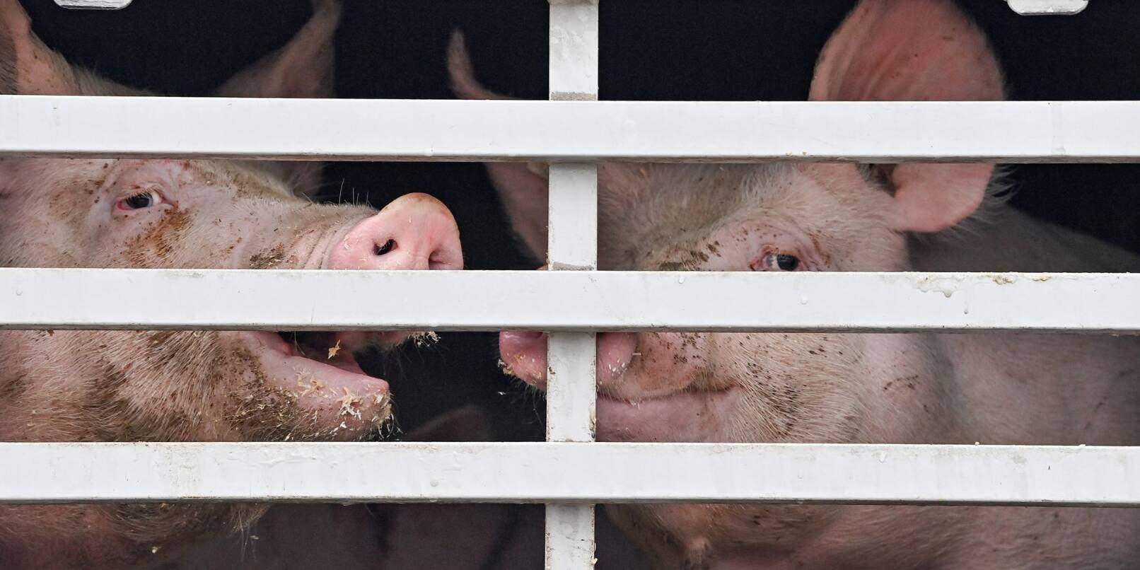 Mastschweine sind in einem Lkw für den Transport zum Schlachthof zu sehen.