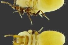 Verrückte Mimikry: Käfer trägt Termiten-Attrappe auf Rücken
