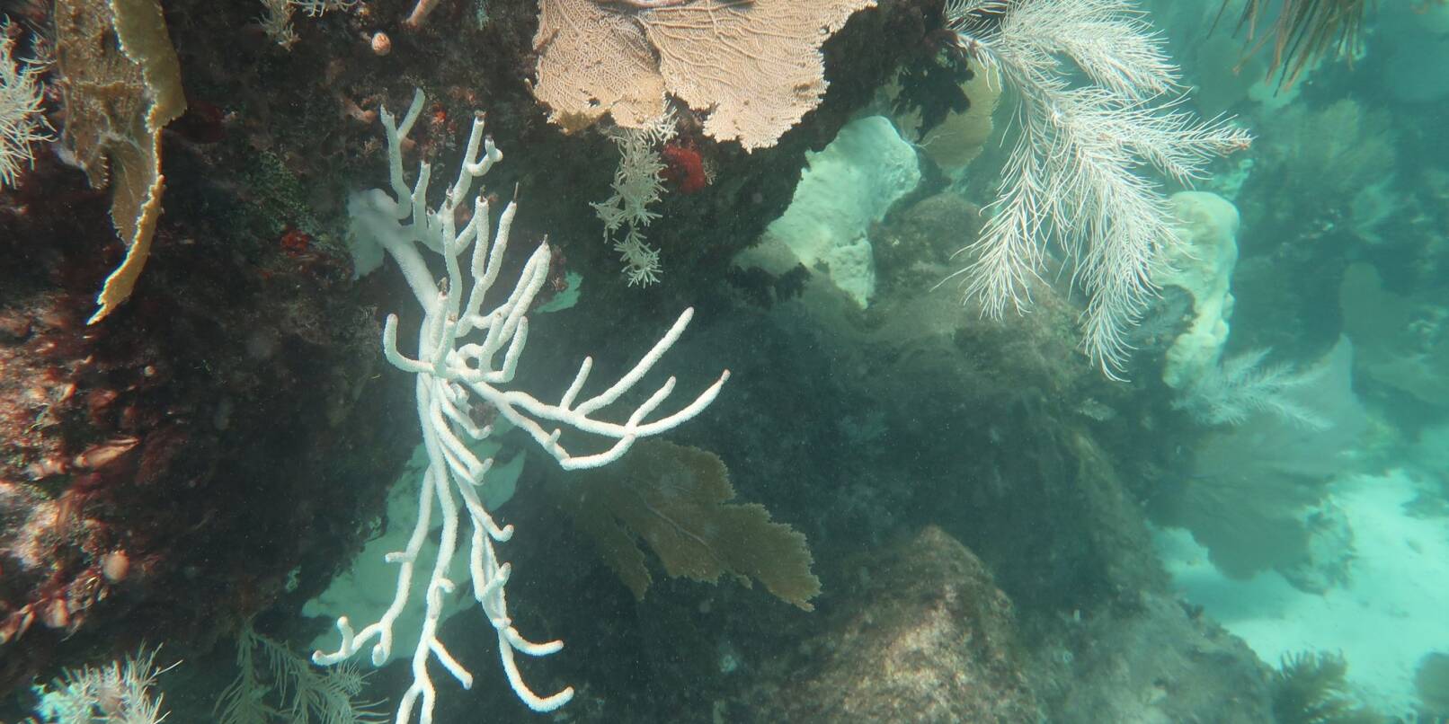 Vor der Küste von Mexiko sterben Korallen nach Angaben von Forschern derzeit in großem Ausmaß ab.