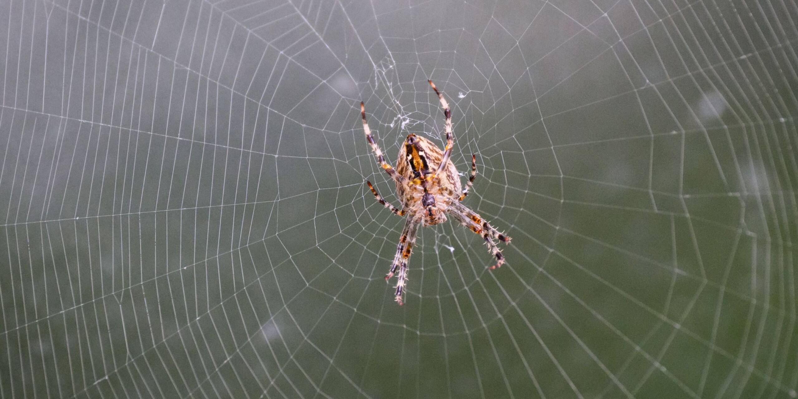 Bei vielen läuft bei dem Anblick dieser Kreuzspinne ein Schauer über den Rücken. Sie hängt in ihrem selbstgebautem Spinnennetz.