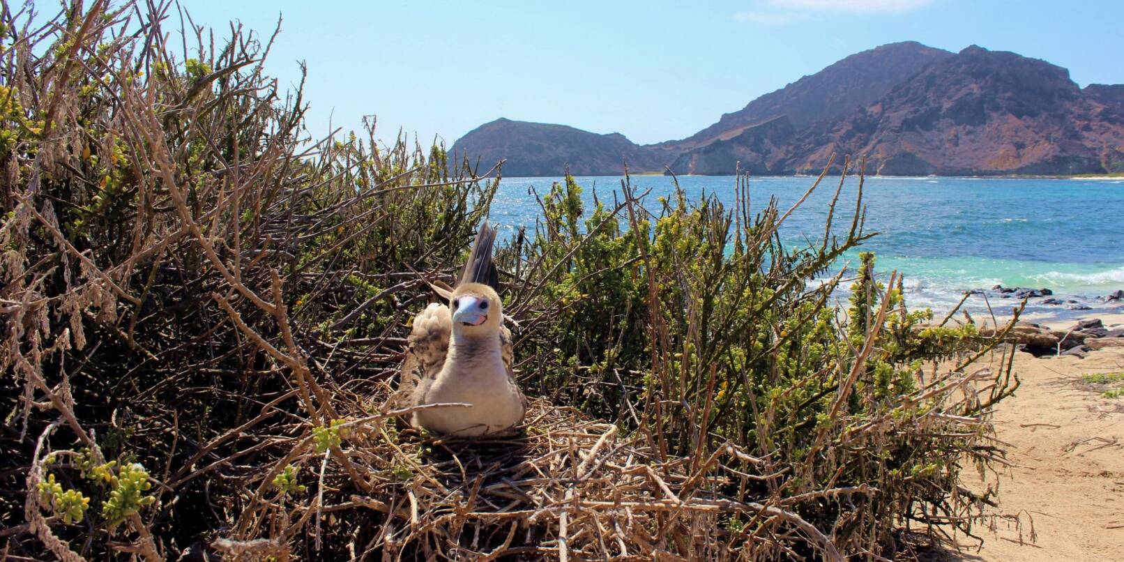 Auf den Galápagos-Inseln leben nach Behördenangaben 78 endemische Vogelarten.