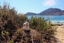 Kranke Vögel auf Galápagos-Inseln auf Vogelgrippe untersucht
