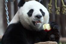 Kontroverse um neue Panda-Leihgaben in Thailand 
