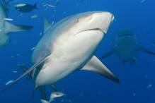 Sieg für Tierschützer: Gericht stoppt Hai-Tötungen
