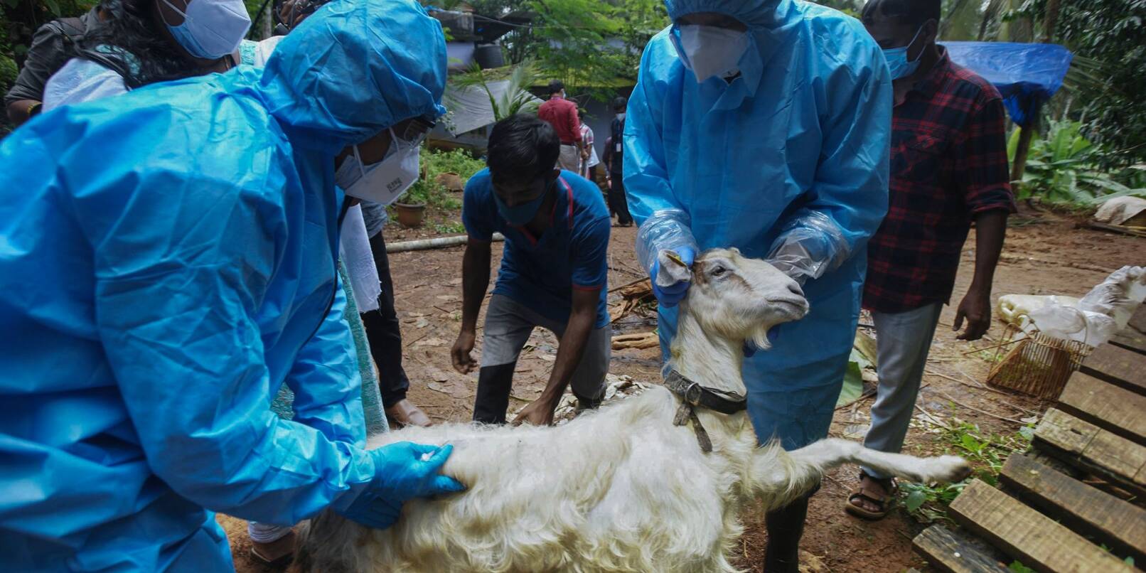Medizinisches Personal in Kozhikode im Süden Indiens entnimmt einer Ziege Blutproben, um sie auf das Nipah-Virus zu testen. Medizinisches Personal in Kozhikode im Süden Indiens entnimmt einer Ziege Blutproben, um sie auf das Nipah-Virus zu testen.