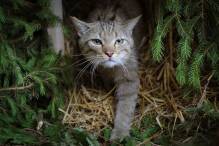 Naturschützer: Wieder mehr Wildkatzen in hessischen Wäldern
