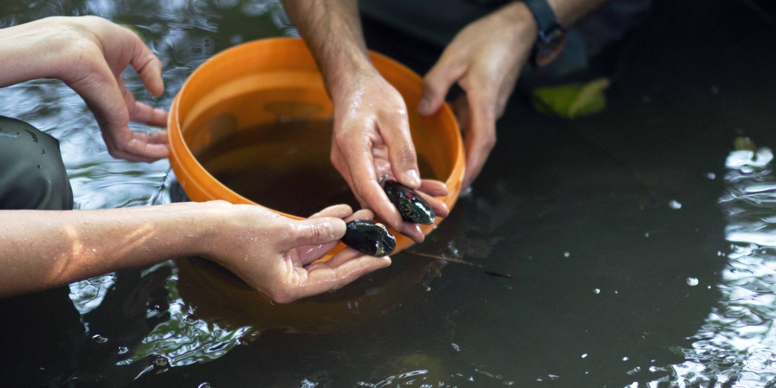250 aus einer Nachzucht stammende Flussperlmuscheln sind in Sachsen in die Freiheit entlassen worden. Die Süßwassermuschel ist vom Aussterben bedroht.