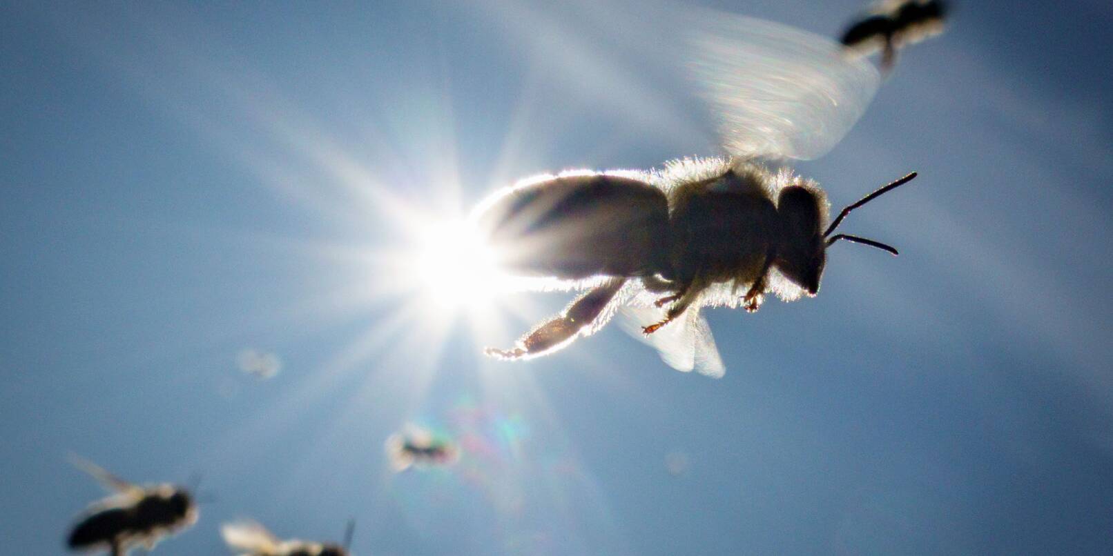 Bienen kehren in der Nachmittagssonne zu ihrem Stock auf dem Frankfurter Lohrberg zurück.