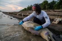 Rettungsaktion für Flussdelfine im Amazonasgebiet läuft an
