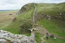Denkmalpflege: Hadrianswall bei illegalem Fällen von Baum beschädigt
