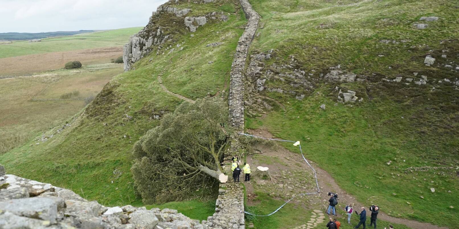 Ein illegal gefällter Baum hat den Hadrianswall beschädigt.