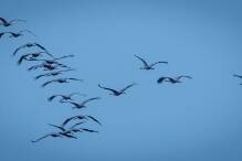 Rund 1000 Zugvögel prallen gegen Fenster und sterben 
