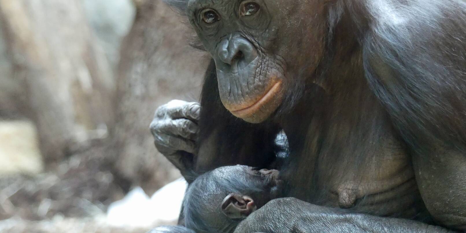 Bonobo-Weibchen «Nayoki» mit Jungtier im Frankfurter Zoo.