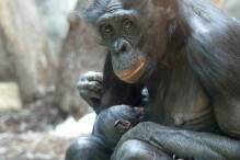 Bonobo im Frankfurter Zoo geboren
