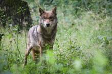 In Österreich wurden 2023 rund ein Dutzend Wölfe erlegt
