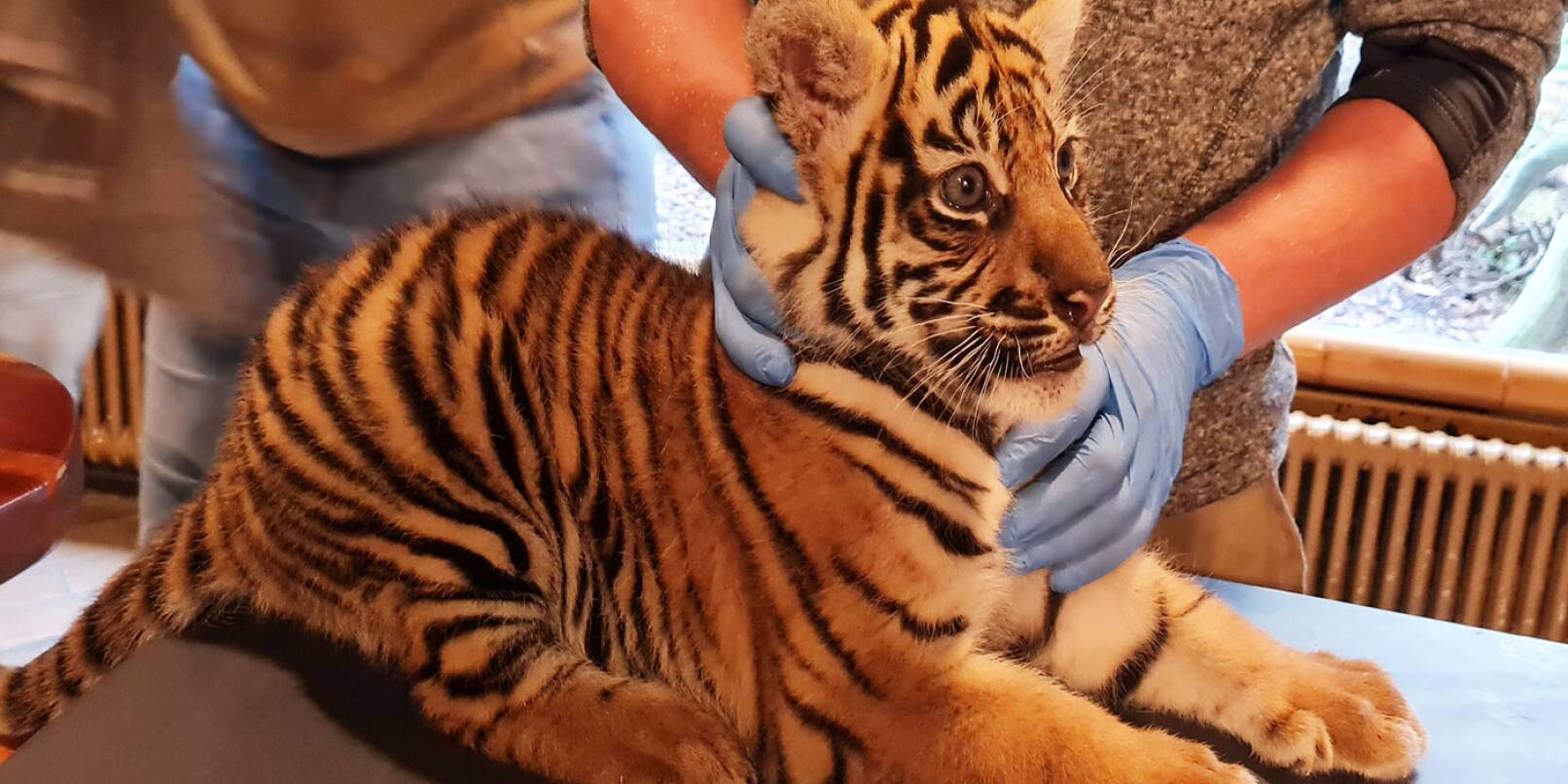 Ihre erste medizinische Untersuchung haben die Tigerbabys im Heidelberger Zoo schon gut hinter sich gebracht. Sie sind kerngesund und entwickeln sich prächtig.