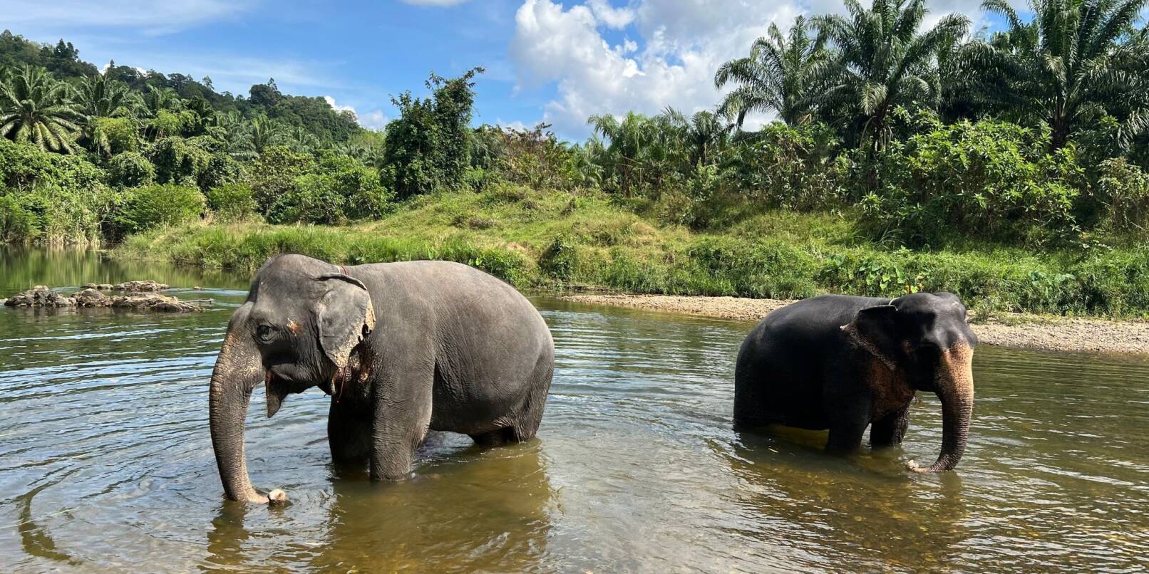 Zwei Elefanten in einem Fluss im Khao Sok Nationalpark im Süden von Thailand.
