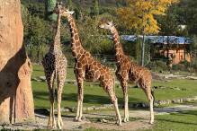 Kimia ist da: Neue Giraffe im Kronberger Zoo eingezogen
