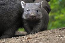 Wombat-Nachwuchs zeigt sich im Zoo Hannover
