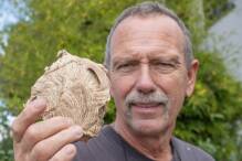 Asiatische Hornisse: Riesiges Nest in Weinheimer Garten
