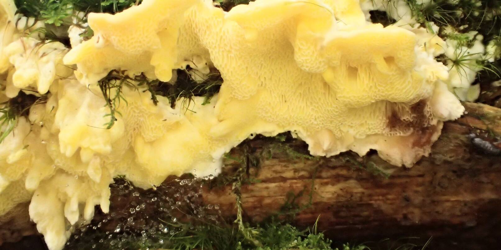 Die Zitronengelbe Tramete, ein seltener Pilz, wächst bei Seebach im Nationalpark Schwarzwald.