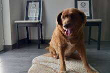 «Ältester Hund aller Zeiten» mit 31 Jahren gestorben
