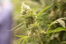 Polizei entdeckt illegale Cannabisplantage in Scheune
