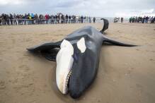 Orca an belgischer Nordseeküste gestrandet und gestorben
