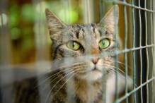 Tierheime am Limit - nun kommen auch noch viele Katzen an
