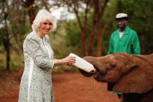Königin Camilla füttert kleinen Elefanten
