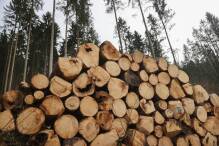 Der Wald bringt 1600 Euro 