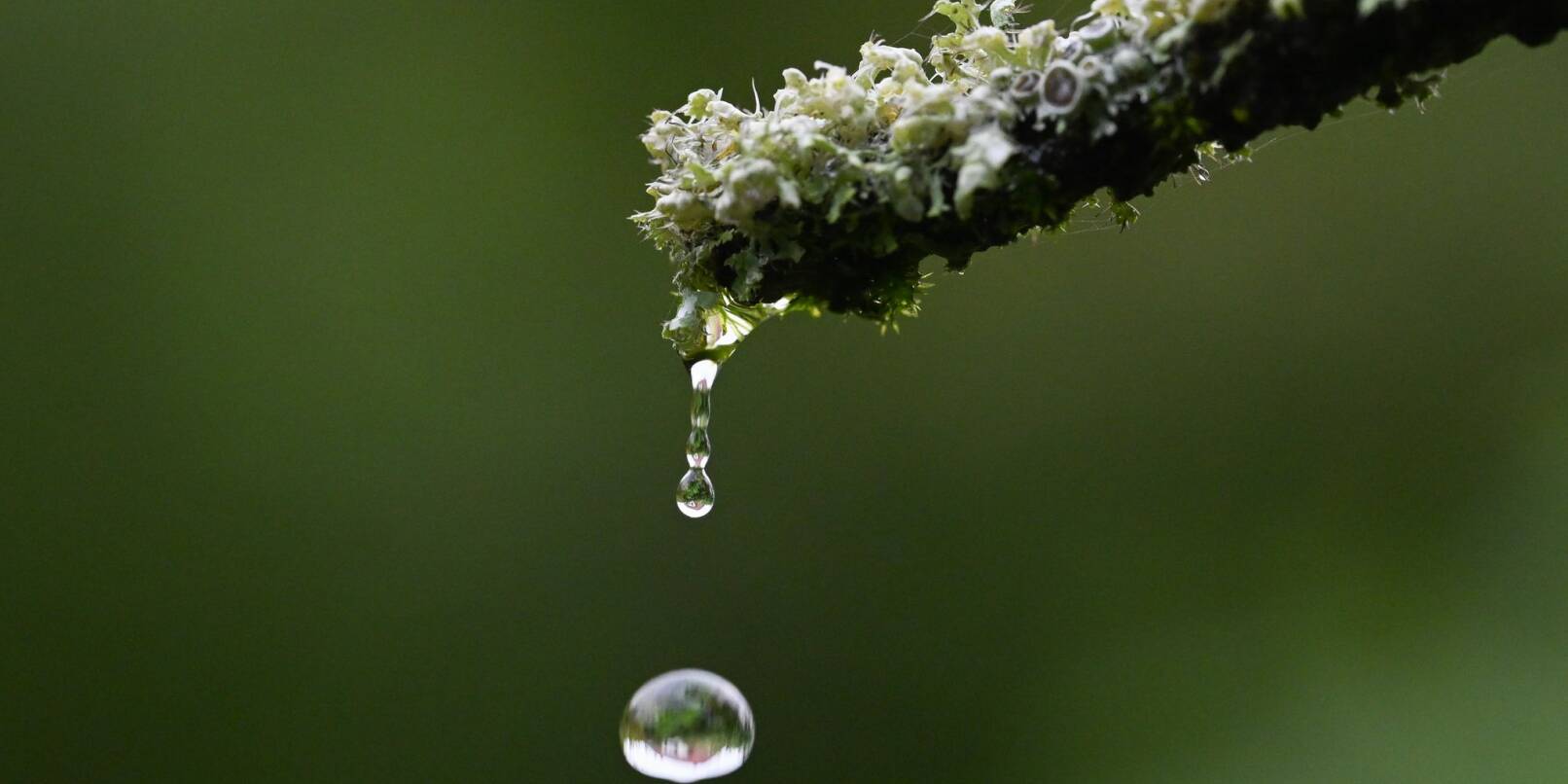 Ein Regentropfen fällt von einer Pflanze.
